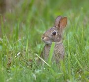 A young cottontail rabbit in the wild, midwest US