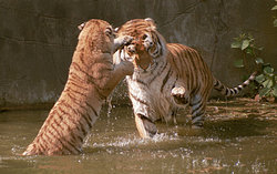  playing in the water