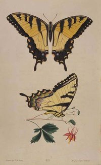Papilio turnus, from 'American Entomology'
