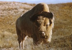 "Big Medicine" A white Bison which lived at the National Bison Range, Montana from 1933-1959