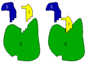 Competitive inhibition. A competitive inhibitor binds reversibly to the enzyme, preventing the binding of substrate. On the other hand, binding of substrate prevents binding of the inhibitor, thus substrate and inhibitor compete for the enzyme.