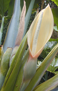 Elephant ear or ape flower () with a white spadix partially surrounded by a green-, rose-, and cream-colored spathe