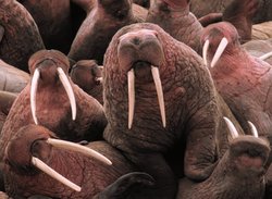 Pacific Walrus at Cape Peirce